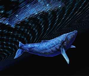 Humpback Whale Prints: Computer artwork of a humpback whale