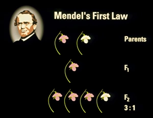 Computer artwork of Mendels First Law Computer artwork of Mendels First Law