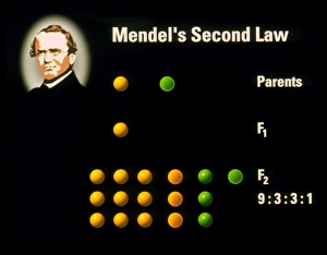 Computer artwork of Mendels Second Law Computer artwork of Mendels Second Law