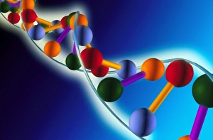 Double Helix Model Prints: Computer artwork of part of a molecule of DNA