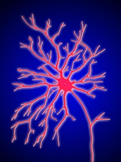 Nerve Impulse Transmission Prints: Computer artwork of a multipolar nerve cell