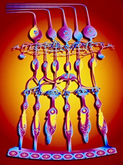 Images Dated 1995: Computer artwork of the retina print