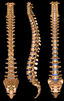 Human Spine Anatomy Prints: Computer artwork of three views of a human spine