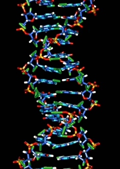 Deoxyribonucleic Acid Prints: Computer graphic of a human DNA molecule