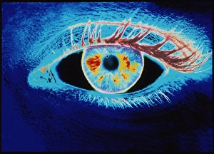 Human Eye Anatomy Prints: Computer graphic of a human eye (negative-image)