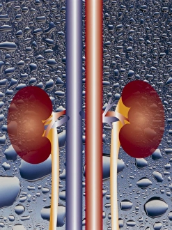 Kidney Anatomy Prints: Computer graphic of kidneys (waterdrop background)