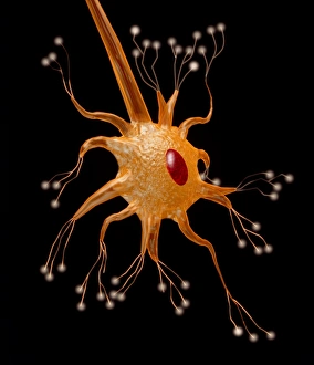 Prints of Motor neurone. Computer graphic of a motor neuron nerve cell. At centre is the cell body; at the centre of this is a red circle which is the cell nucleus Images Dated 1998 August: Computer Graphic Print of a Motor Neuron Nerve Cell