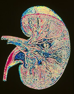 Computer graphic of section through human kidney Computer graphic of section through human kidney