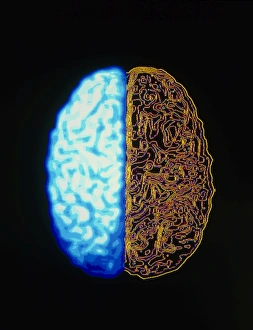 Computer graphic of superior surface of brain Computer graphic of superior surface of brain