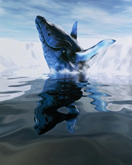 Computer illustration of a humpback whale Computer illustration of a humpback whale