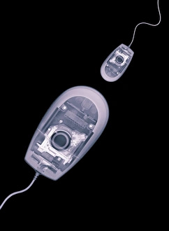Diatom Micrograph Prints: Computer mice, X-ray artwork
