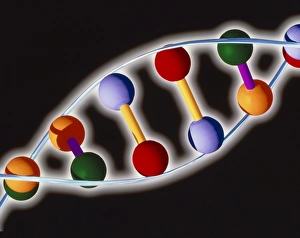 DNA Structure Prints: Computer representation of DNA with base pairs