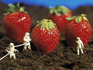 Concept of genetically engineered strawberries Concept of genetically engineered strawberries