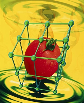 Conceptual image of genetically-engineered tomato Conceptual image of genetically-engineered tomato