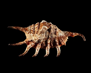 Marine Gastropod Mollusc Prints: Conch shell C019 / 1336