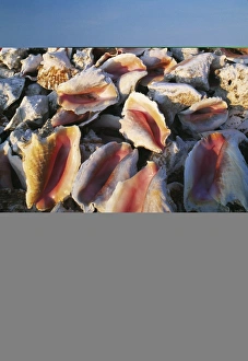 Seashell Images Prints: Conch shells