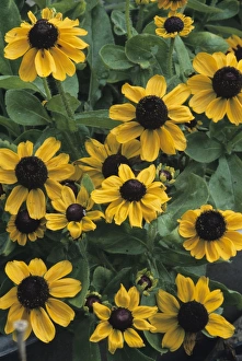 Garden Design Ideas Prints: Cone flowers