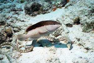 Coney grouper and eel Coney grouper and eel
