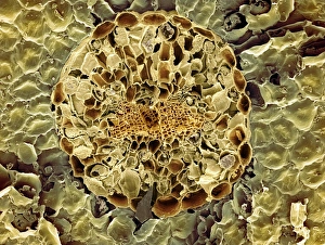Vascular Bundle Structure Prints: Conifer needle, SEM