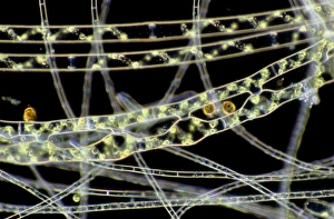 Conjugating spirogyra Conjugating spirogyra