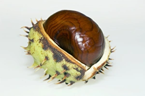 Aesculus Hippocastanum Prints: Conker