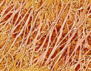 Scanning Electron Micrograph Images Prints: Connective tissue, SEM C015 / 9929