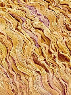 Scanning Electron Micrograph Images Prints: Connective tissue, SEM C015 / 9934