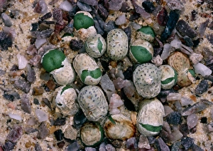 Desert Plant Life Prints: Conophytum minutum