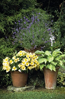 Container Gardening Prints: Container plants