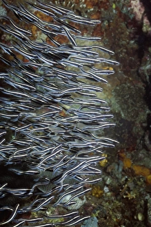 Southeast Asia Coral Reefs Prints: Convict blenny