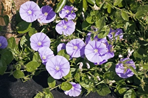 Purple Morning Glory Prints: Convolvulus flowers