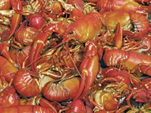 Cooked signal crayfish Print