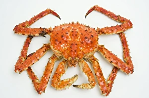 Prints of Cooked red king crab (Paralithodes camtschaticus). This crab is native to the Bering Sea and the northern Pacific Ocean Images Dated 2010 June: Cooked Red King Crab (Paralithodes camtschaticus) Print