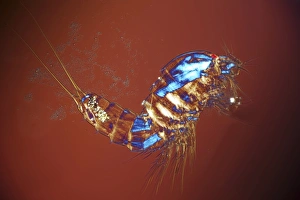 Copepod Print