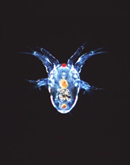 Copepod crustacean, light micrograph Copepod crustacean, light micrograph
