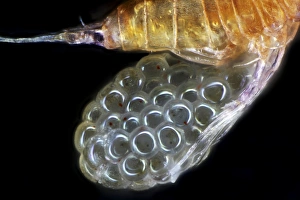Indian Ocean Marine Life Images Prints: Copepod with eggs