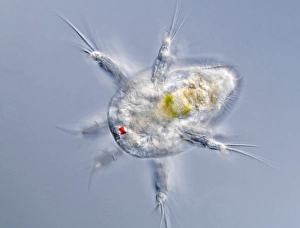 Light Micrograph Images Prints: Copepod larva, light micrograph