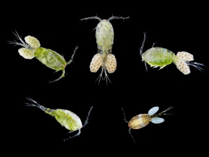 Prints of Copepods. Macro photographs of a selection of copepods (subclass Copepoda). All, except the one at lower left, are carrying eggs (small spheres) Images Dated 2010 January: Macro photograph of copepods