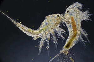 Images Dated 6th September 2011: Microscopic Copepods Print