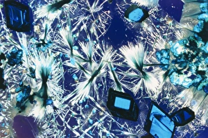 Copper Sulphate Crystals Prints: Copper sulphate crystals light micrograph