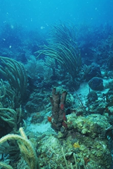Caribbean Sea Prints: Corals