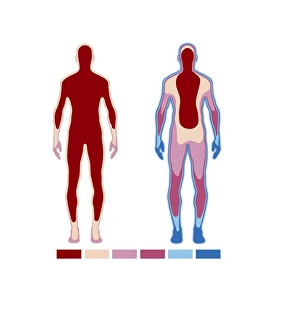Prints of Body temperature regulation. Artwork based on a thermogram of the human body under different temperature conditions. It is warm at left and cold at right Images Dated 2006 December: Thermogram of Human Body Temperature Regulation Print