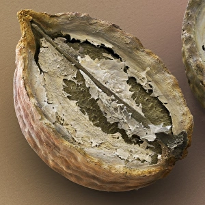 Coriander fruit, SEM Coriander fruit, SEM