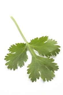 Botanical Photography Prints: Coriander leaf
