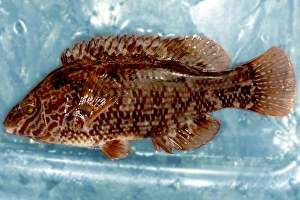 Atlantic Ocean Fauna Prints: Corkwing wrasse