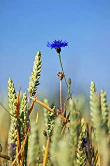 Centaurea Cyanus Prints: Cornflower (Centaurea cyanus)