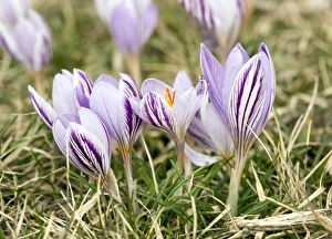 European Wild Flowers Prints: Corsican Crocus (Crocus corsicus)