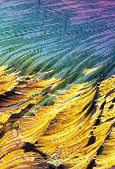 Polarised Light Microscopy Prints: Cortisol crystals, light micrograph
