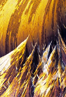 Images Dated 16th January 2009: Cortisol Crystals Print, Light Micrograph