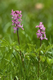 Slovenia Nature Photography Prints: Corydalis intermedia